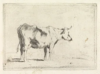 Vache, vers la droite