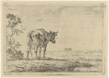 Vache dans un pré