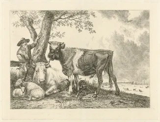 Taureau et fermier