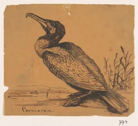 Cormoran
