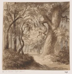 Paysage forestier