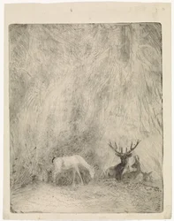 Cerfs dans une forêt bohémienne