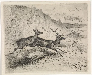 Deux cerfs en marche