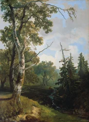 Vue de la forêt près de Wolfheze.