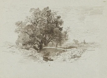 Groupe de chênes à Wolfheze