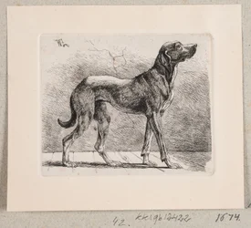 Un chien debout