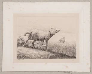 Un mouton bêlant