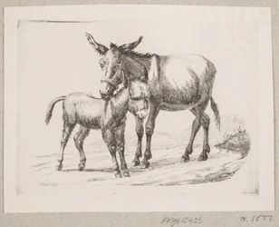 Un âne avec son poulain