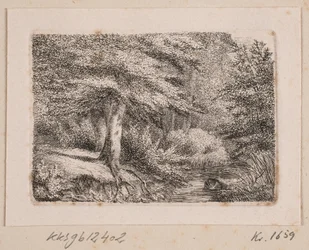 Paysage forestier