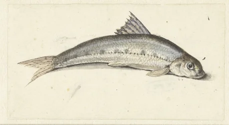 Gondole
