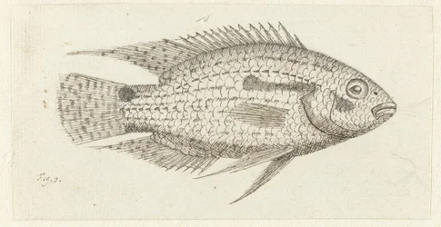 Poisson tropical Chromis epse