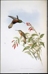 Colibri d
