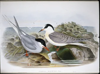 Sterne arctique (Sterna Macrura)