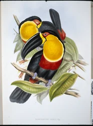 Toucan Ariel (Ramphastos Ariel)