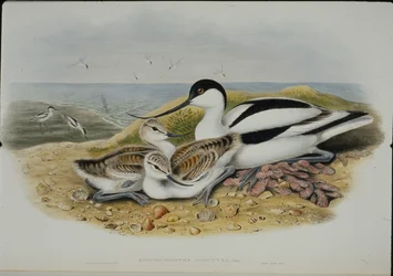 Avocette (Recurvirostra Avocetta)