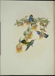 Colibri émeraude de Bartlett (Agyrtria Bartletti)