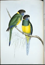 Perruche de Bauer (Platycercus Baueri)