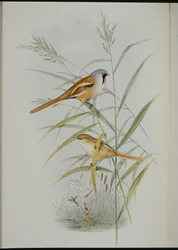 Mésange à moustaches (Calamophilus Biarmicus)