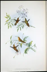 Ermite ceinturé (Phaethornis Nigrocinctus) et Ermite évêque (Phaethornis Episcopus)