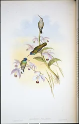 Colibri à oreilles noires