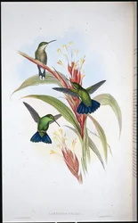 Colibri mango à queue bleue (Lampornis viridis)
