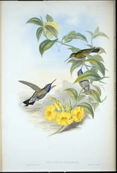 Cazique à gorge bleue (Delattria Clemenciae)