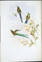 Sylphe bolivien (Cynanthus Bolivianus)