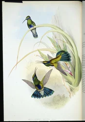 Oreillard violet de Bolivie