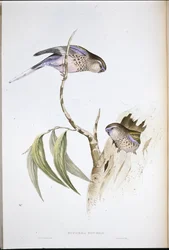 Perruche de Bourke (Euphema Bourkii)