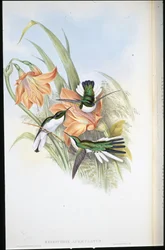 Fée brésilienne (Heliothrix Auriculatus)