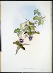 Couronne de feu chilienne (Eustephanus Galeritus)