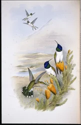 Colibri Chimborazo