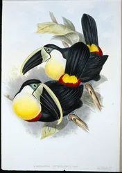 Toucan à poitrine citron