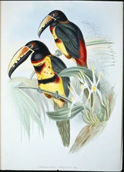 Aracari collier