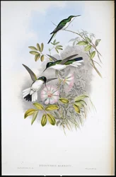 Fée colombienne (Heliothrix Barroti)