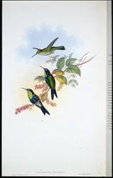 Panoplites colombien / Nymphe des bois colombienne (Thalurania Colombica)