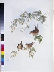 Troglodyte mignon (Troglodytes Europeus)
