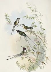 Colibri à queue en ciseaux de Cora