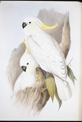 Cacatoès à huppe jaune (Cacatua galerita)