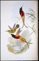 Topaze écarlate (Topaza Pella)