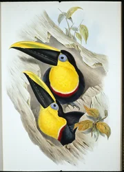 Toucan douteux