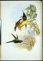 Colibri impératrice