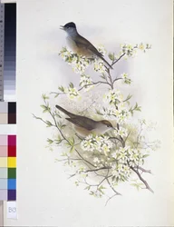 Fauvette à tête noire (Sylvia atricapilla)