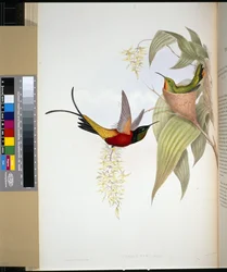 Topaze flamboyant (topaza pyra)