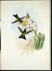 Puff-leg brillant (Eriocnemis Vestitus)