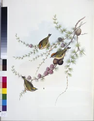 Roitelet huppé (Regulus Regulus)