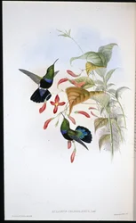 Carib à poitrine verte