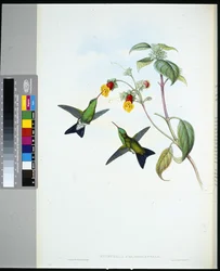 Saphir à tête verte (eucephala chlorocephela)