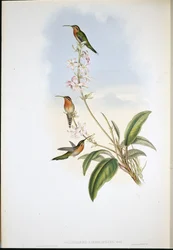 Ermite à queue verte (Phaethornis Viridicaudata)