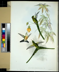 Sylphe à queue verte (Cynanthus smaragdicaudus)